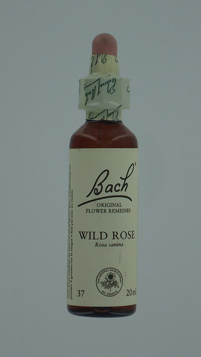 BACH FLOWER REMEDIE 37 WILD ROSE 20ML BACH FLOWER REMEDIE 37 WILD ROSE 20ML